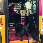 Najmilším cestujúcim autobusu v Seattli je … pes