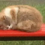 Na autobusovej zastávke v anglickom Leigh Parku vyrástol pamätník najobľúbenejšej mačke Missy
