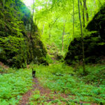 Martinova dolina – divoká, tajomná aj tichá tiesňava ukazuje človeku, ako má vyzerať zdravý les
