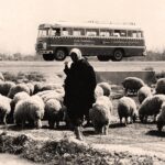 Ikarus na púšti: Keď maďarské autobusy dobývali divoký trh v Iraku